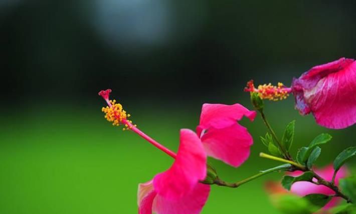 甄嬛传中娘娘,嫔,贵人,答应,官女子,常在么排大小