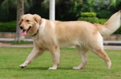 ​斗牛犬系列雪茄介绍斗牛士雪茄价格