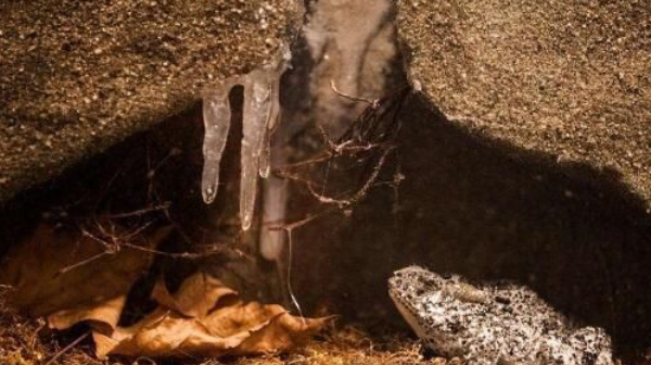 青蛙冬眠的方式,青蛙是怎样冬眠的?图3