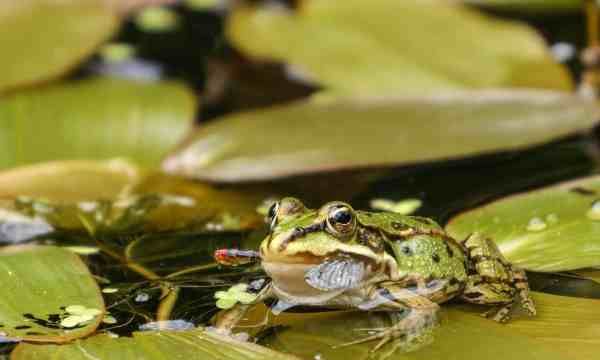 青蛙冬眠的方式,青蛙是怎样冬眠的?图2