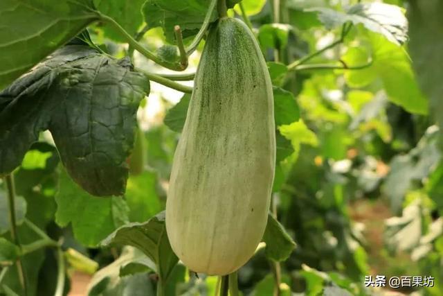 羊角蜜、羊角脆怎么区分？这4招，保你挑到真羊角蜜，又香又甜