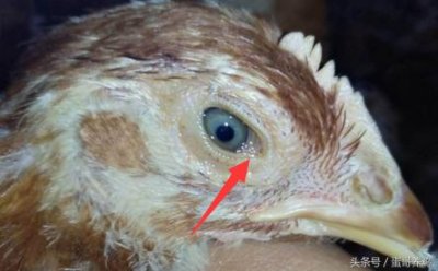 ​老兽医：20个典型鸡病图“一病一图”汇总，养鸡人收藏备用吧