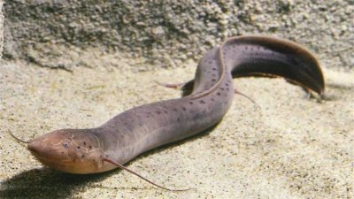 ​非洲肺鱼不吃不喝能睡5年，到底什么来头？为何惨遭挖掘到濒危？