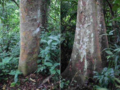 盘点世界上最毒的十种植物!