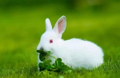 87属兔的一生婚姻 87属兔一生有几次婚姻状况