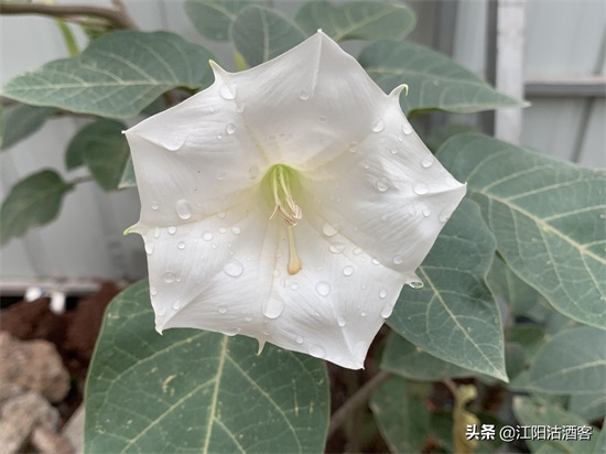 毛曼陀罗：白色的花，带刺的果，美丽的背后还有更多内涵