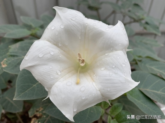 毛曼陀罗：白色的花，带刺的果，美丽的背后还有更多内涵