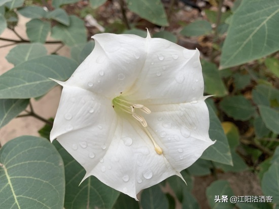 毛曼陀罗：白色的花，带刺的果，美丽的背后还有更多内涵