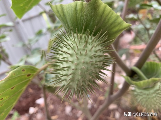 毛曼陀罗：白色的花，带刺的果，美丽的背后还有更多内涵