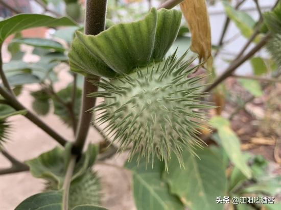 毛曼陀罗：白色的花，带刺的果，美丽的背后还有更多内涵