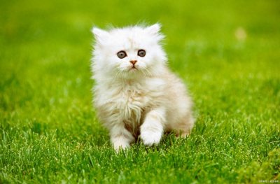 养猫技巧:怎么判断母猫发完情了