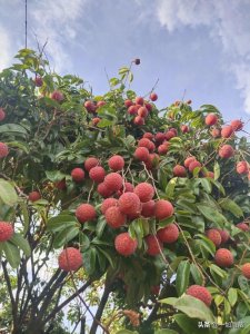 广西为何被黑得如此严重?