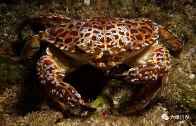 铜铸熟若蟹,遇到这种螃蟹赶紧将它扔掉,比毒蛇还恐怖