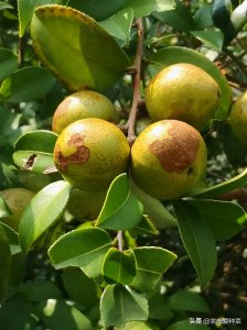 1种山中“野果”,人称“油茶果”,虽不起眼,果子榨油营养高
