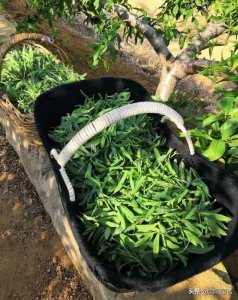 这种有机野菜,北方人都吃过,名叫“山麻楂”,叶子可以包包子