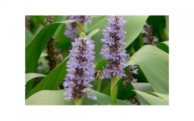 个性签名图片带文字励志