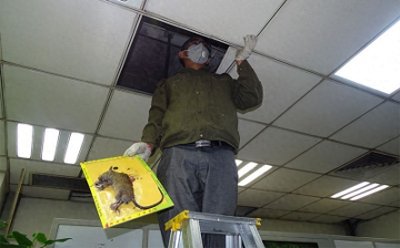 家里有老鼠怎么能彻底消灭