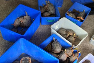 龟友福利!南石龟和金钱龟价格再次暴涨引爆龟市场!