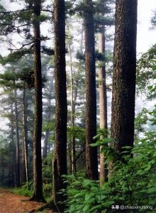 神奇物种——红松