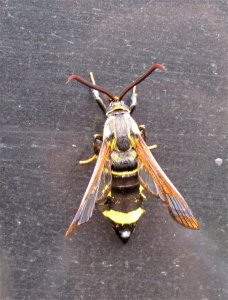 ​蛾子共有十六万种，那些奇葩的蛾子你见过的有几种？