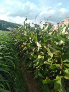 ​福建农村一种经济和食用价值极高却不为人熟知的农作物：蕉芋