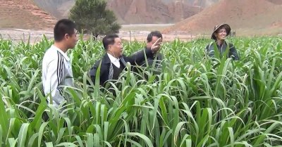 ​亩产30吨可收割15年，价值是玉米的10倍，巨菌草有什么特殊之处？