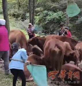 ​西安周至村民追着牛儿捉牛虻逗笑网友 牛虻是什么？为何可以卖钱？