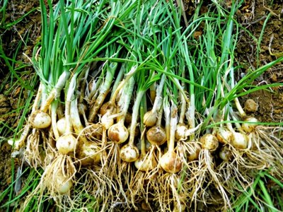 ​为什么农村老人都在地里挖野蒜？野蒜有什么用处呢？