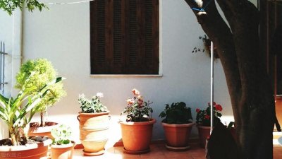 ​这5种绿植盆栽一点不怕暴晒！很多人都还不知道，快来看看