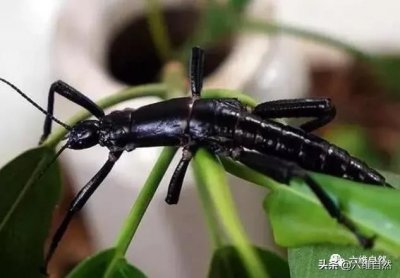 ​一种神秘昆虫，形似龙虾的竹节虫，一度被认为已灭绝80年后重现