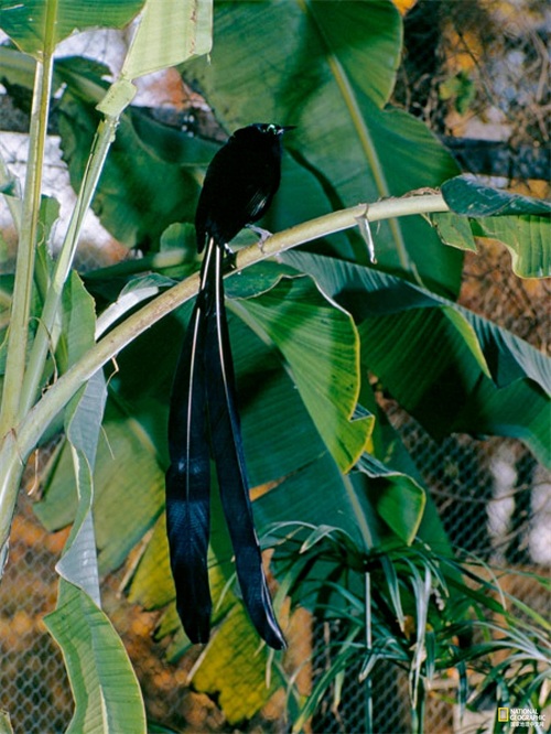 极乐鸟又叫天堂鸟，是传说中来自天界的神鸟