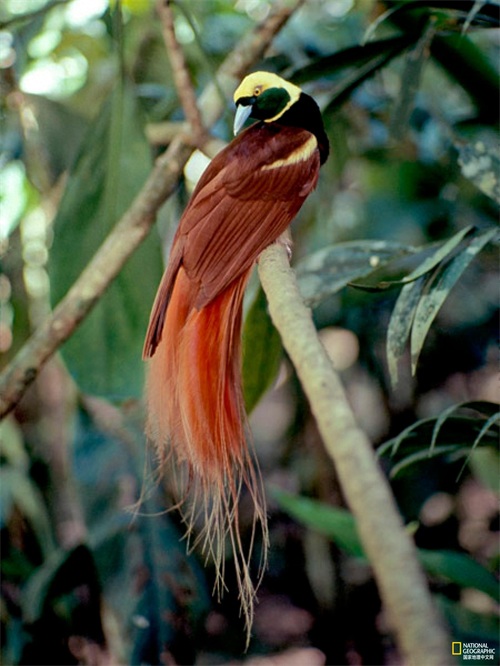 极乐鸟又叫天堂鸟，是传说中来自天界的神鸟
