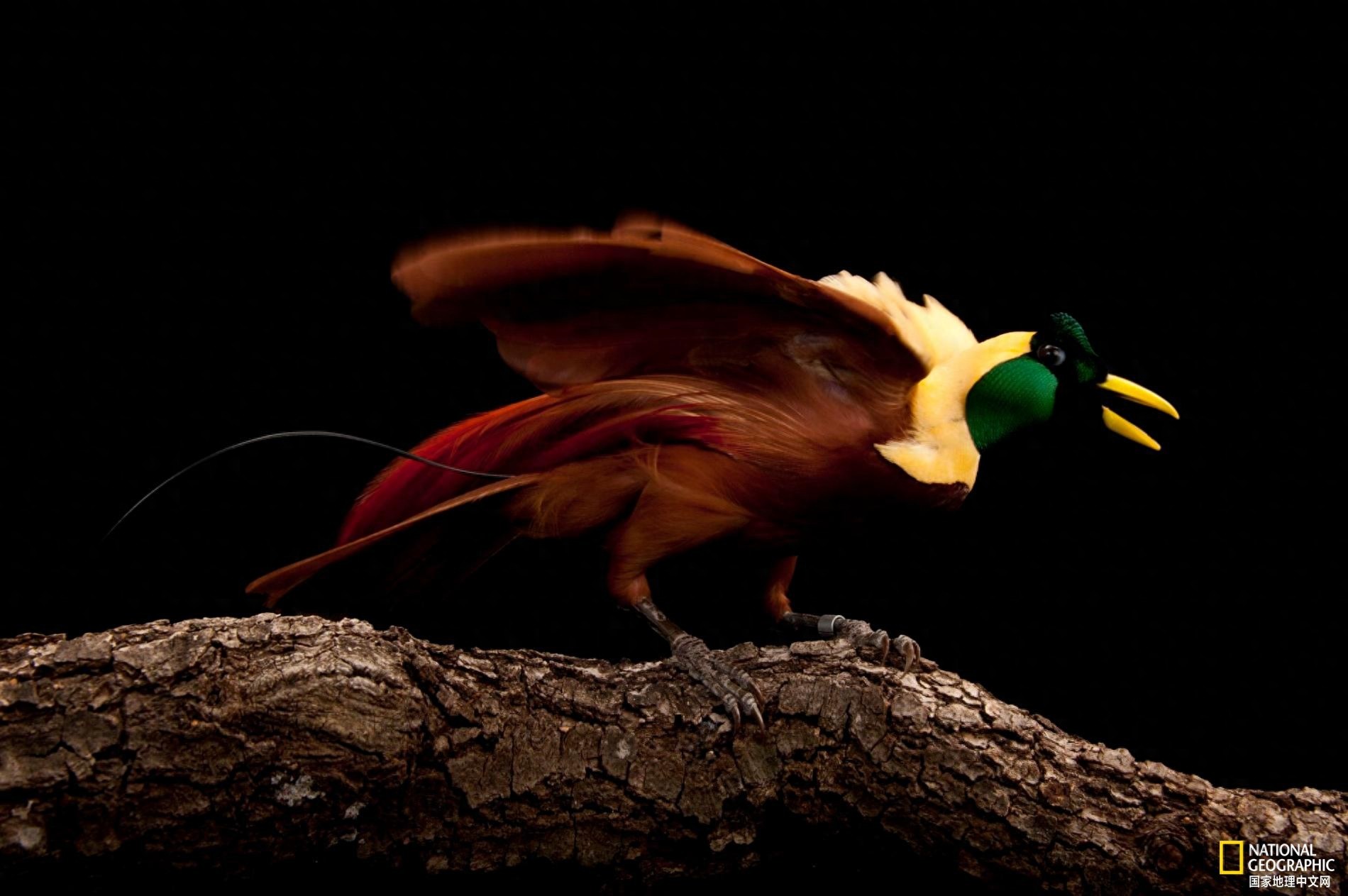 极乐鸟又叫天堂鸟，是传说中来自天界的神鸟