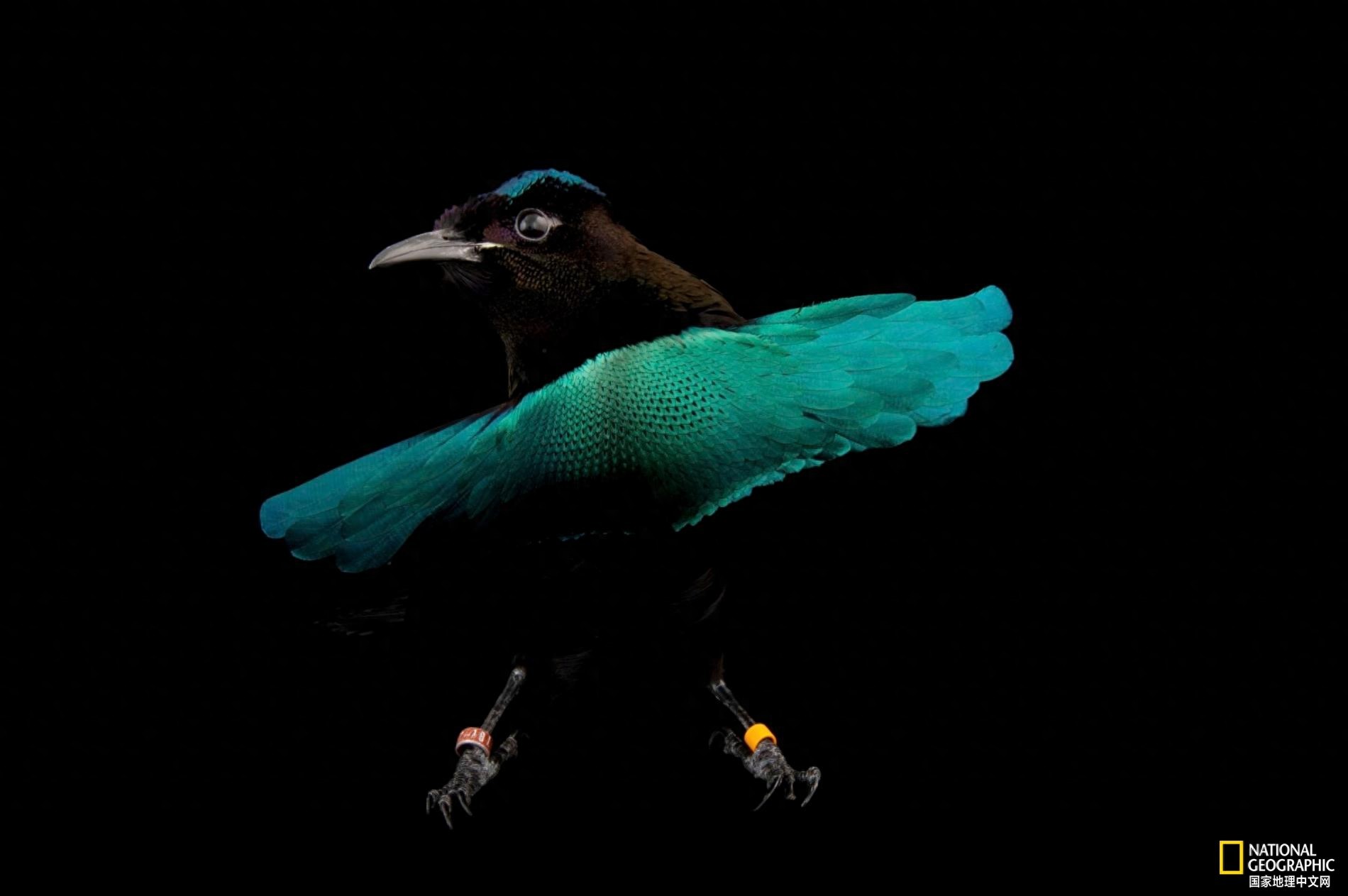 极乐鸟又叫天堂鸟，是传说中来自天界的神鸟