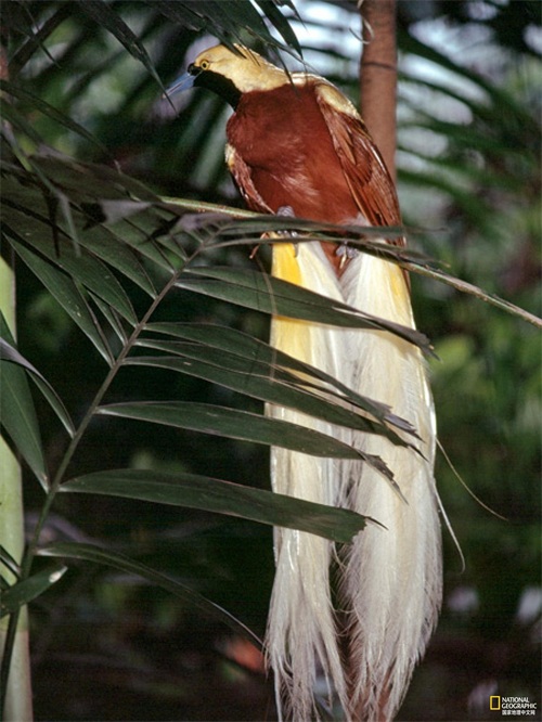 极乐鸟又叫天堂鸟，是传说中来自天界的神鸟