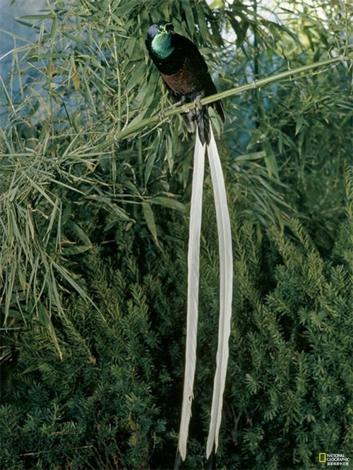 极乐鸟又叫天堂鸟，是传说中来自天界的神鸟