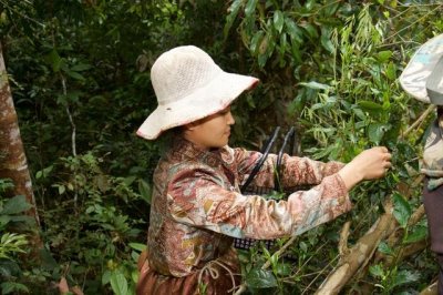 ​什么是古树茶？老挝北部的古树茶群落