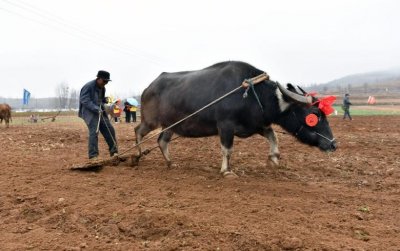 ​现在农村为何没人养牛？3点原因，哪一个才是关键？你怎么看？