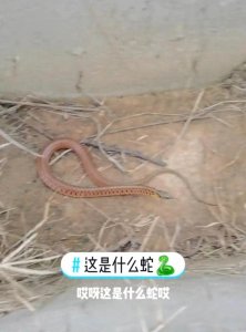 ​谁认得？江西吉安，村民在水沟拍到1条通体红色的蛇，是什么蛇？