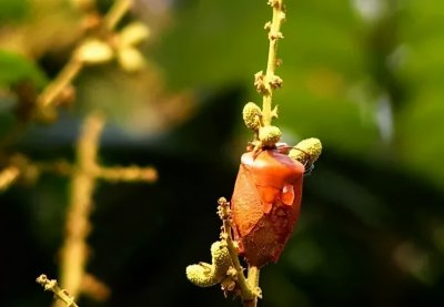 ​江西武功山出现大量臭屁虫，是什么原因导致的？有毒吗？危险吗？