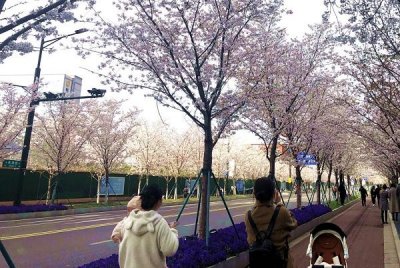 ​【发现春之美】江苏南京：江北新区“樱花大道”  一路繁花一路春