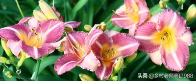 ​朋友们，看过来，你认为忘忧草是黄花菜吗？