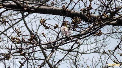 ​11年来最慢开花！东京樱花终于开了 较去年晚2周