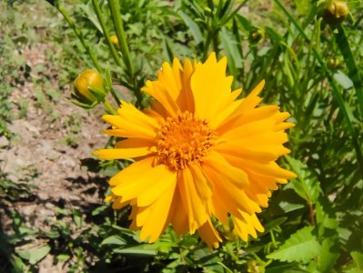 ​菊科—金鸡菊