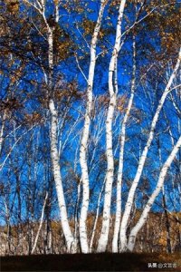 ​乡土树种科普系列17:白桦—俄罗斯的国树;象征爱情