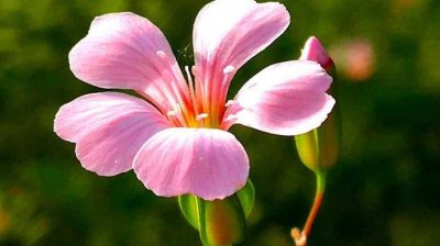 ​这种长得像瓶子的小花名叫王不留行，你认识吗？