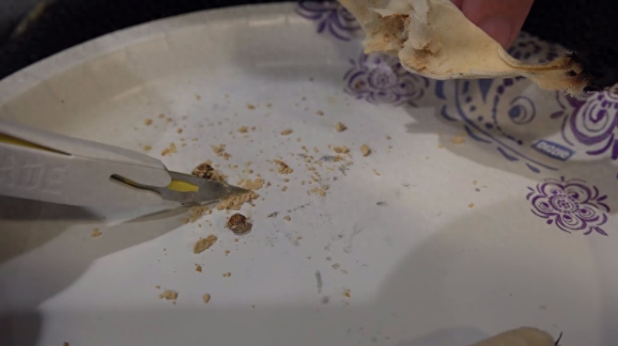 网友尝试用耳烛吸出耳垢,拆开耳烛验证其功效