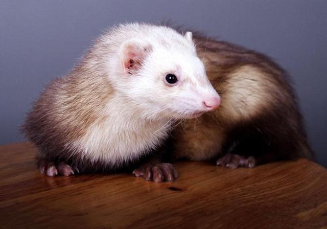 化妆品基本六大原料(你知道化妆品中常用的油脂原料有哪些吗)(5)