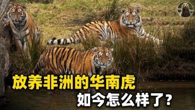 ​18年前放养非洲的华南虎，如今怎么样了？为何迟迟不能回家？