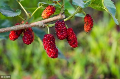 ​食药同源的果桑，值得种吗？为什么叫第三代水果？种前要看这4点